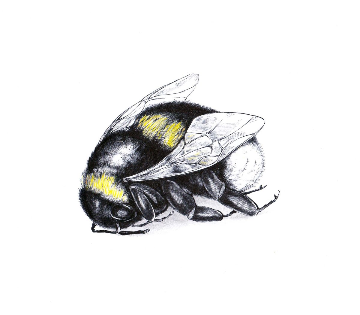 Bumblebee