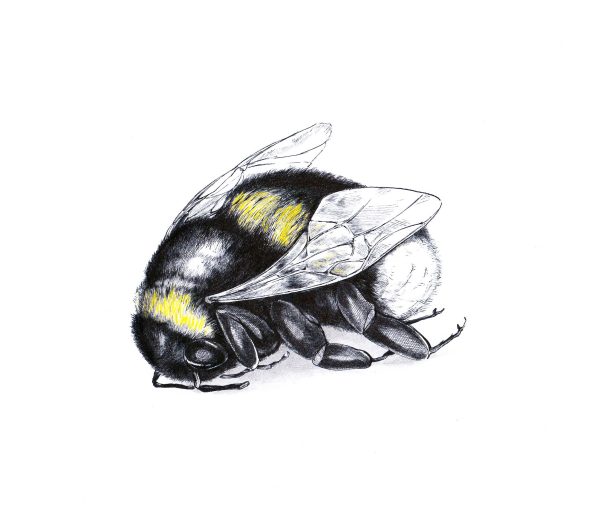 Bumblebee