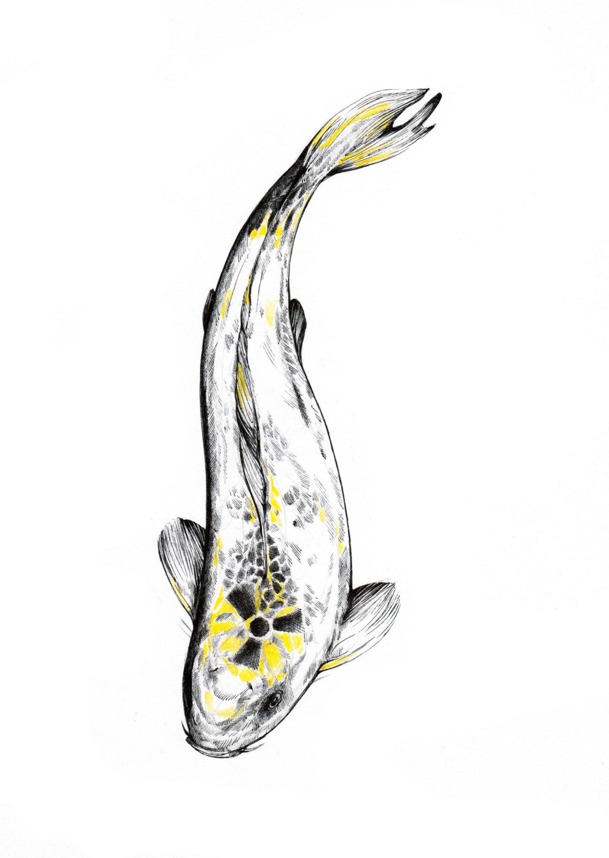 Caution Koi