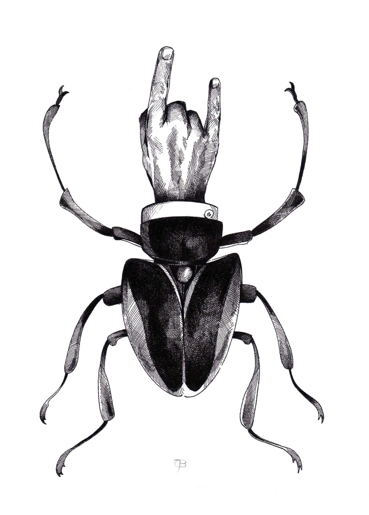 Coleoptera Hard Rock