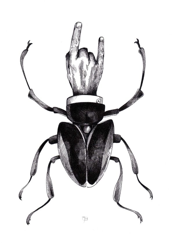 Coleoptera Hard Rock