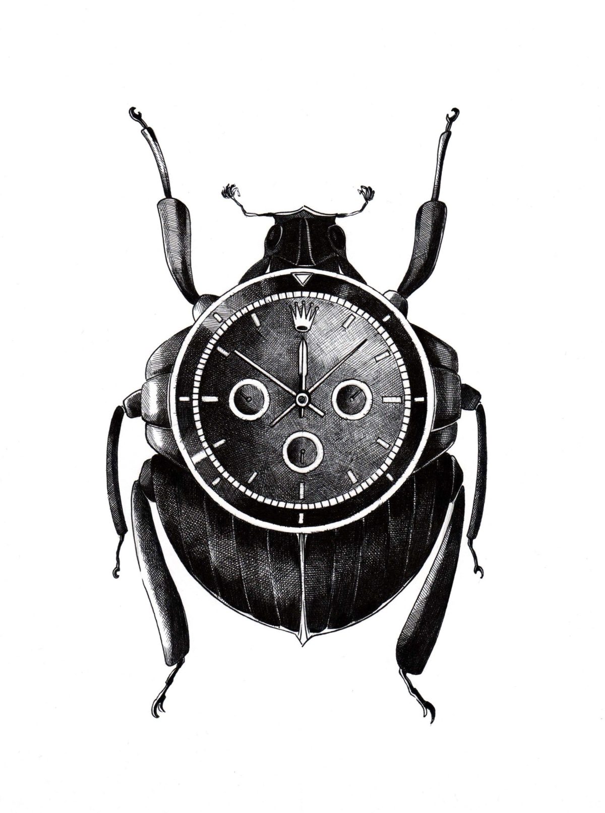 Coleopteros Rolex
