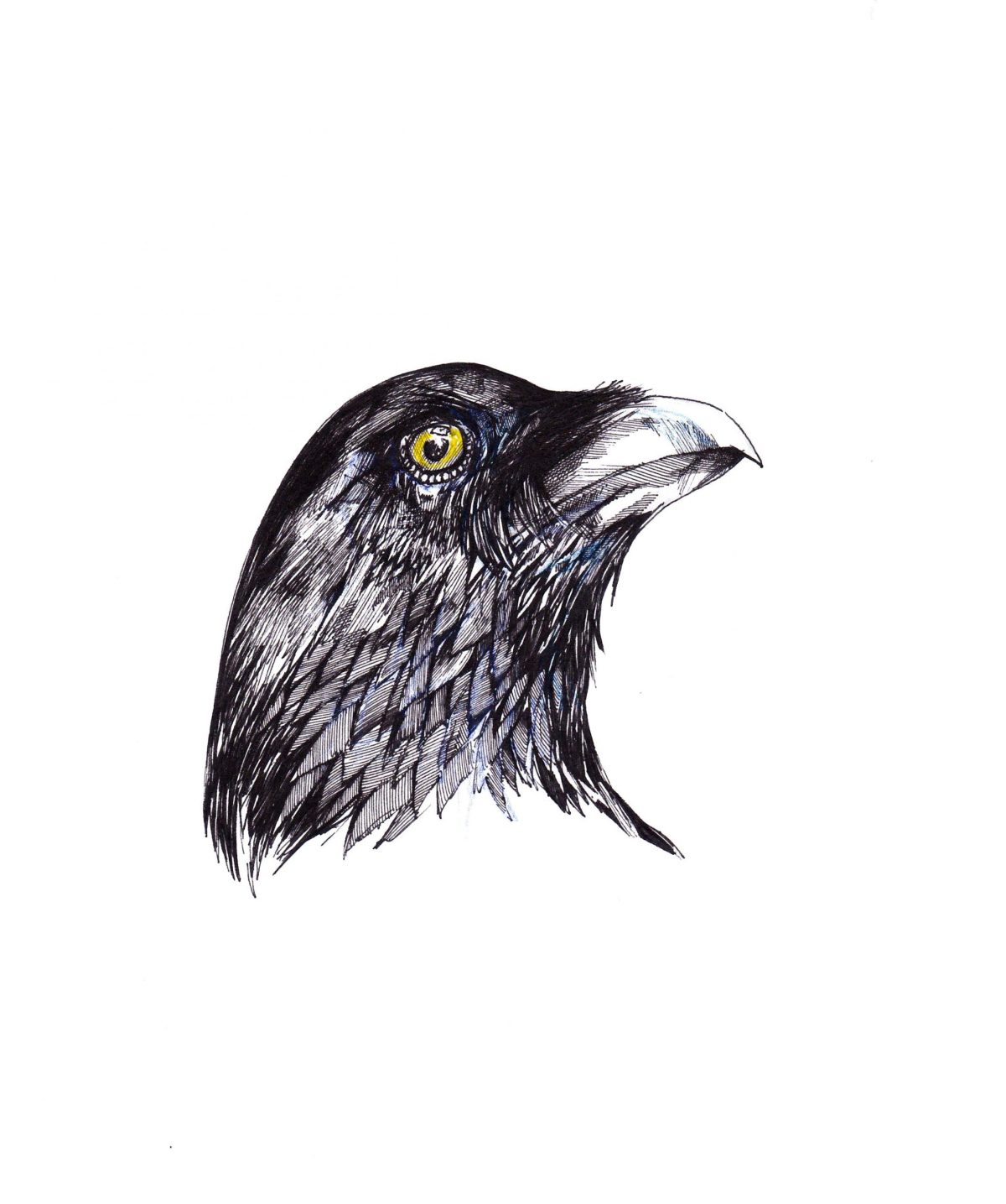 Corvus