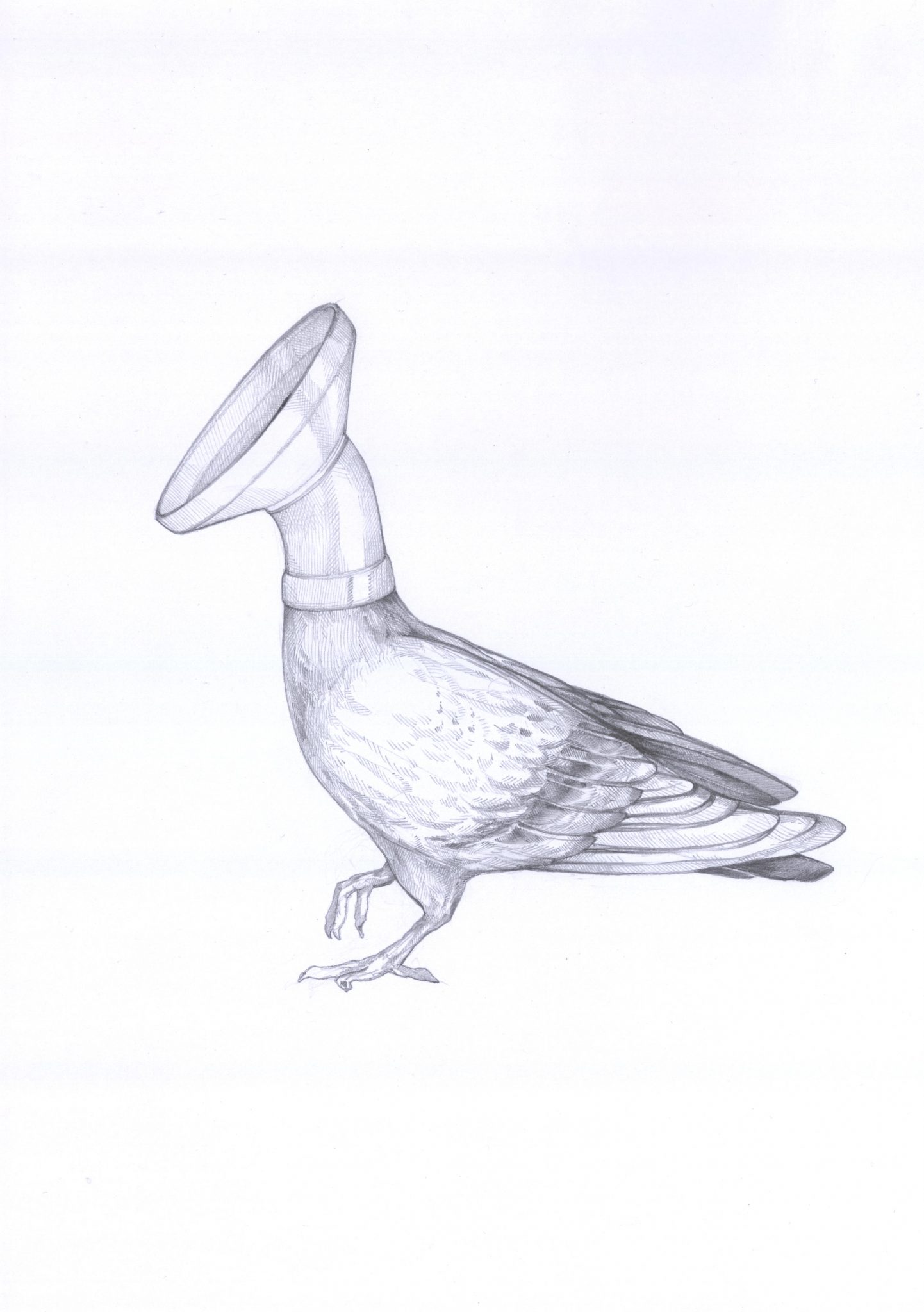 Dunsttaube Julian Opitz