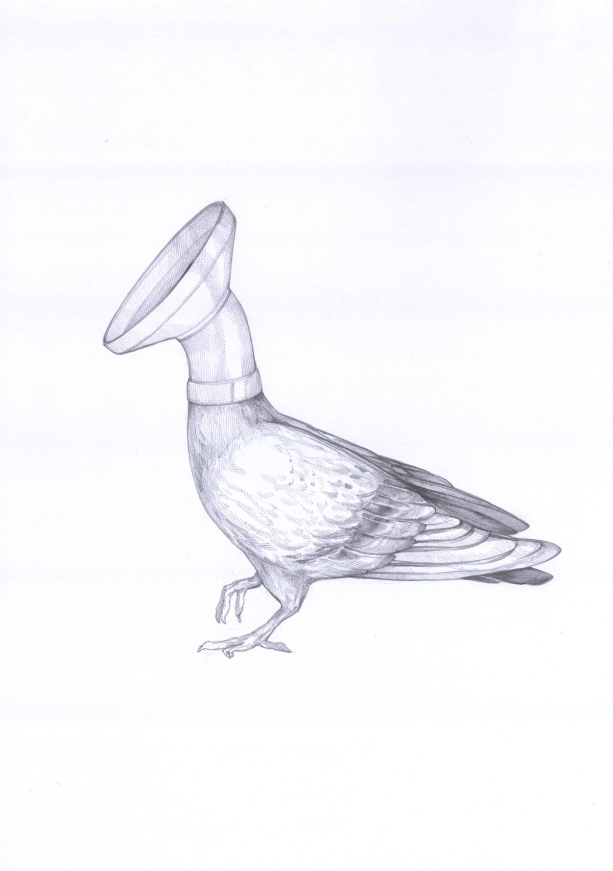Dunsttaube