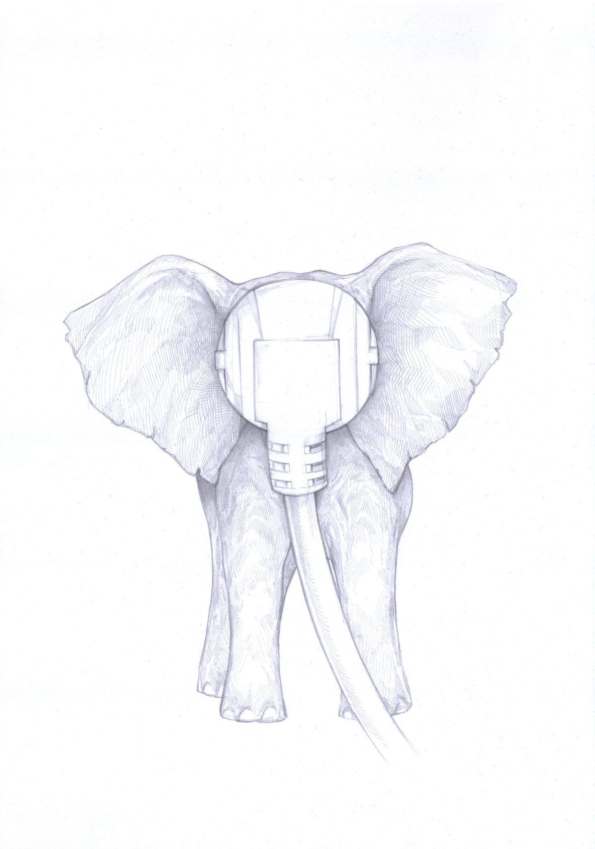 Elephas electricus