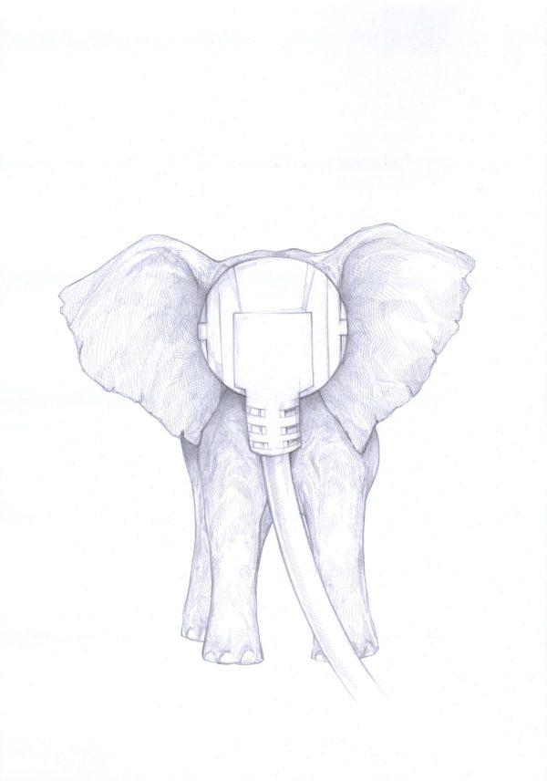 Elephas electricus