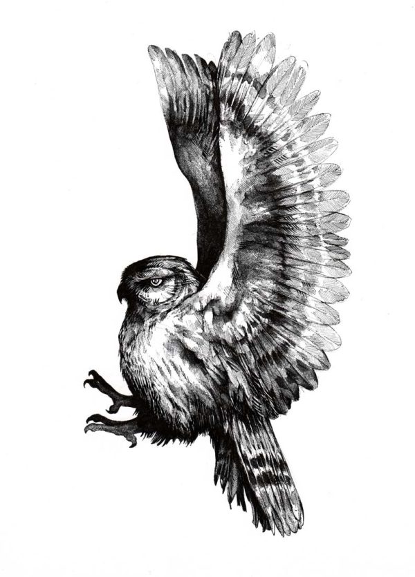 Eule