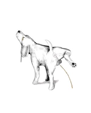 Feiner Pinkel