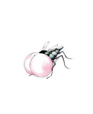 Feingliedriger Arschflügler