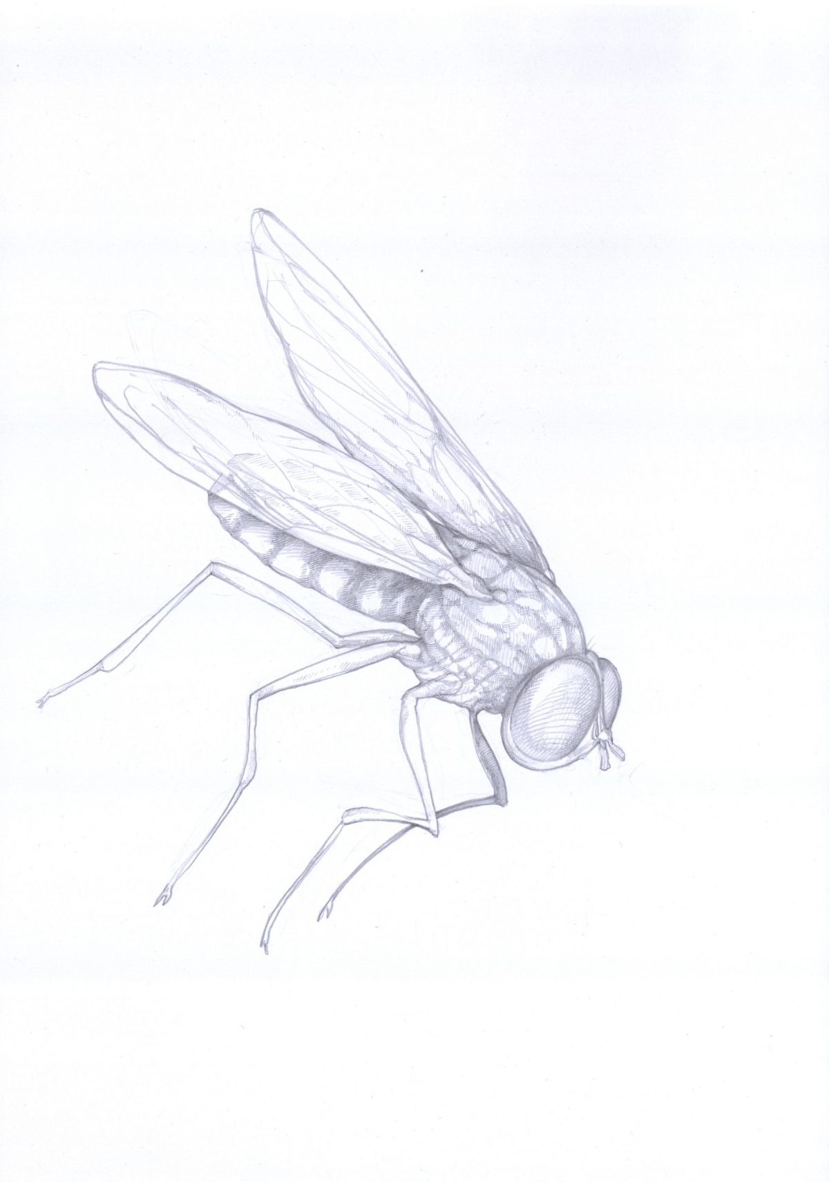 Fliege