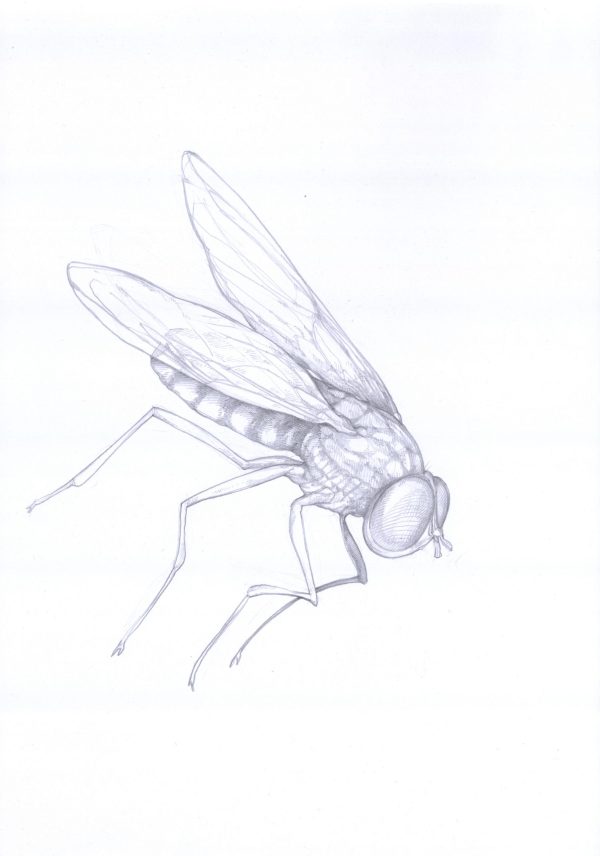 Fliege