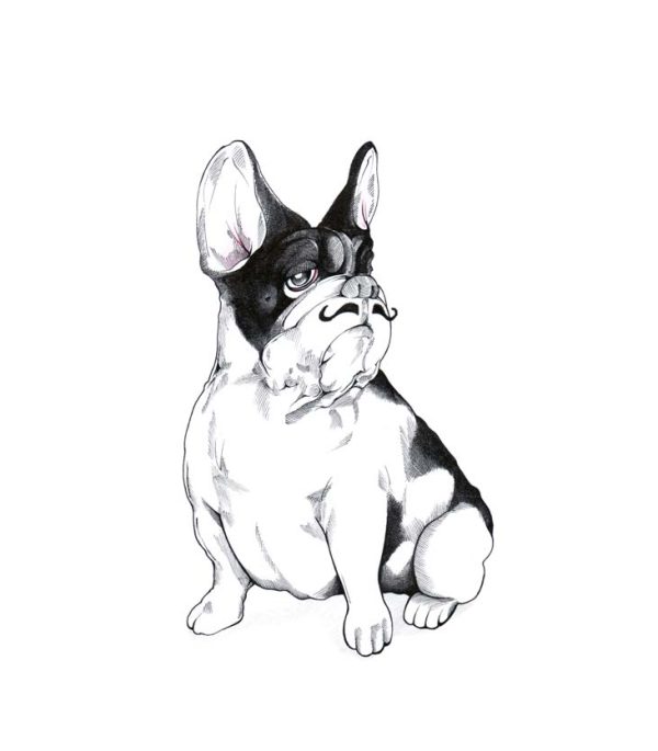 French Bulldog