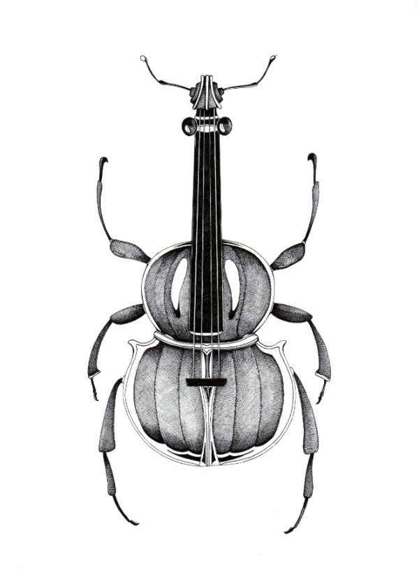 Geigenkäfer