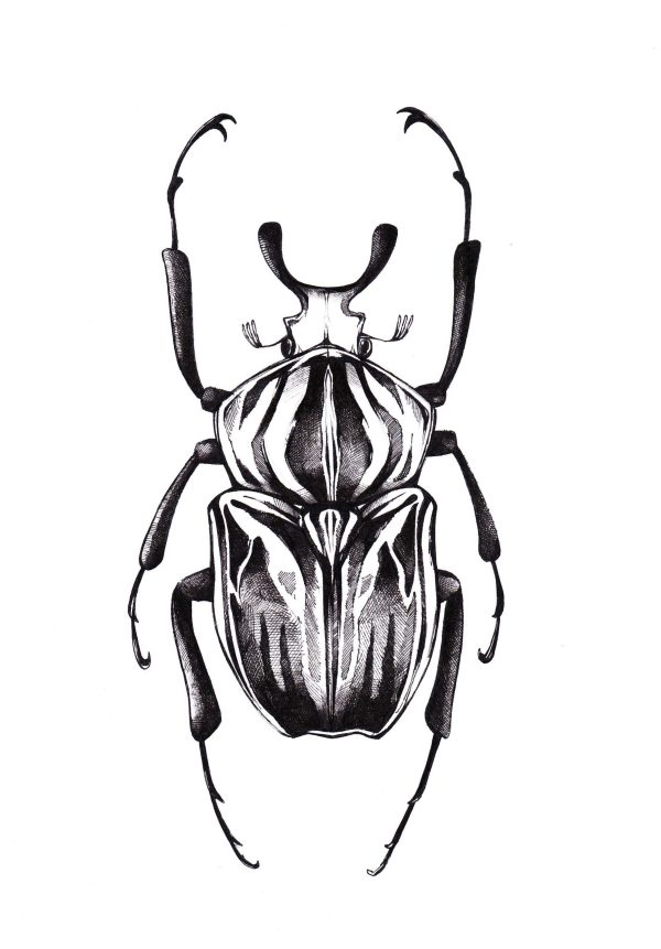Goliathkäfer