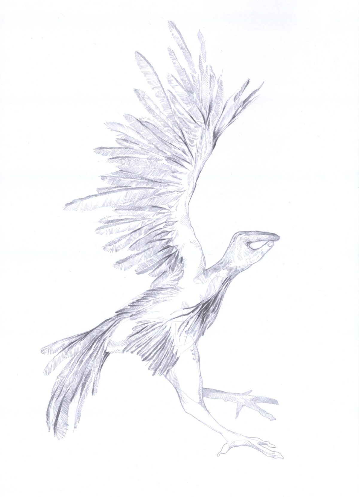 Greif