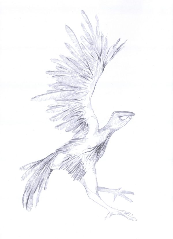 Greif