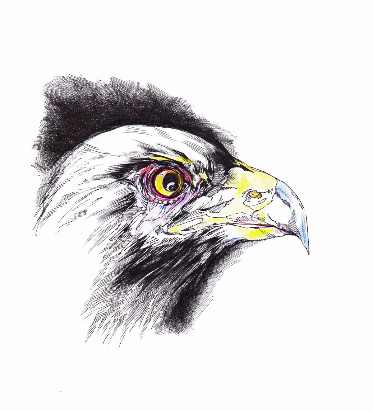 Harris Hawk