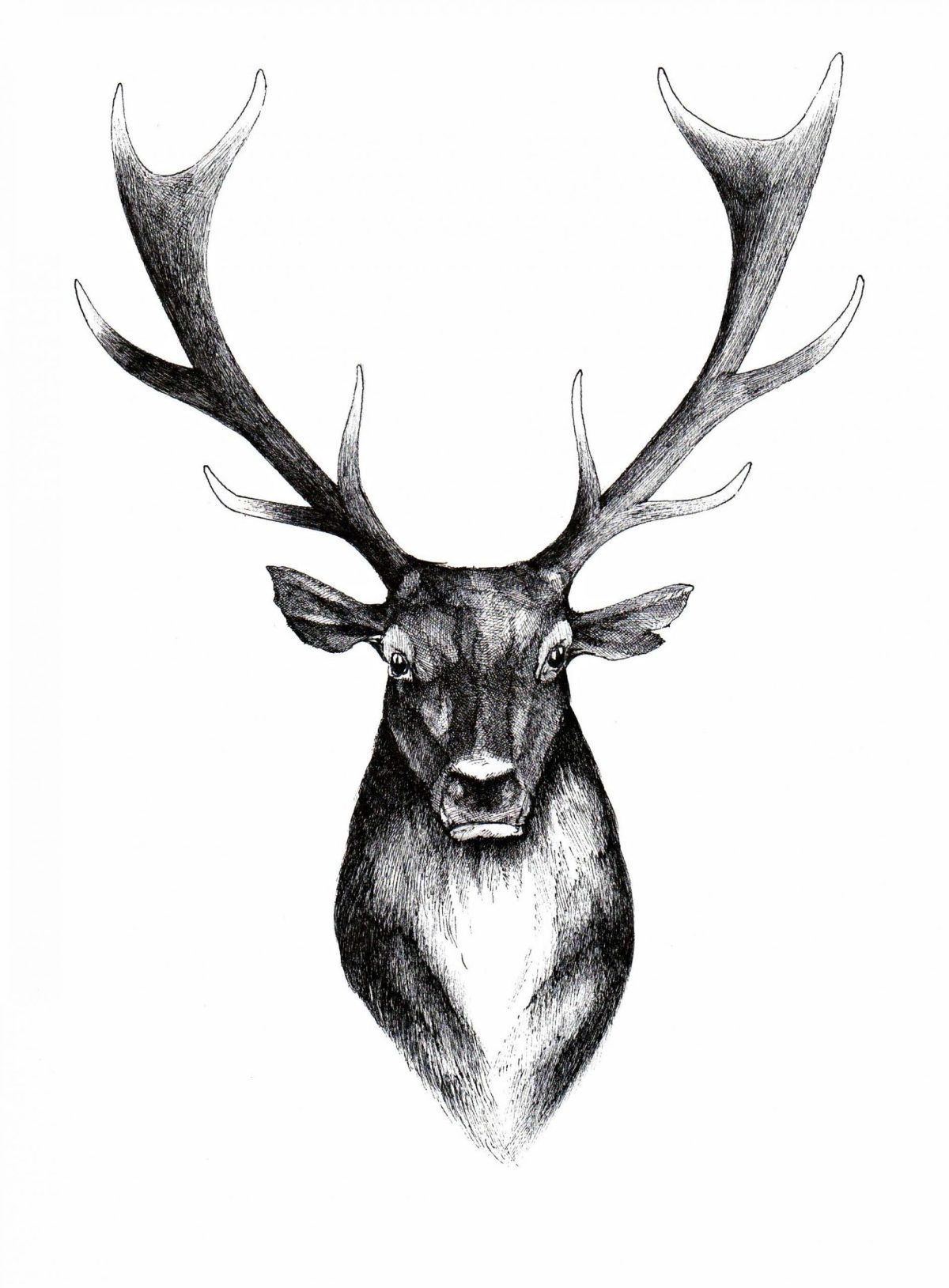 Hirsch