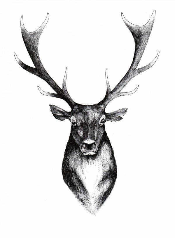 Hirsch