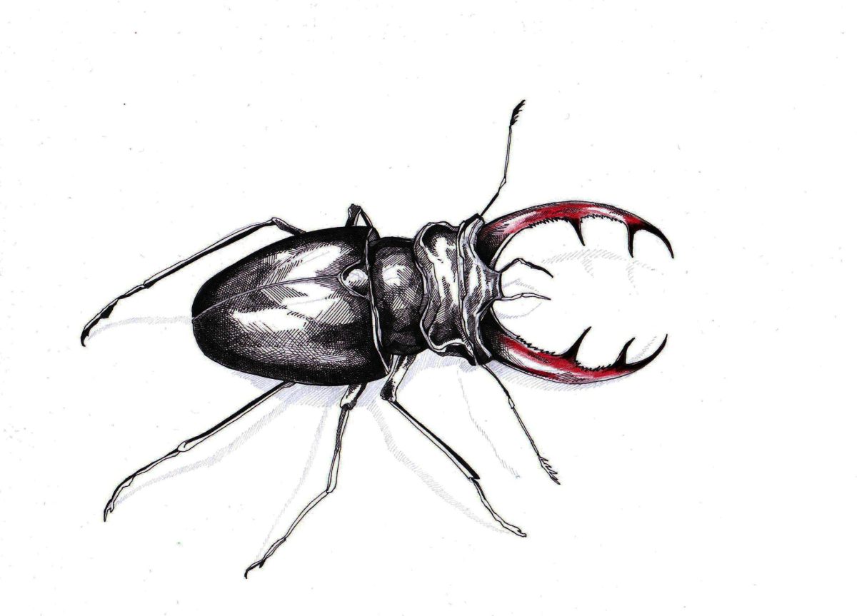Hirschkäfer