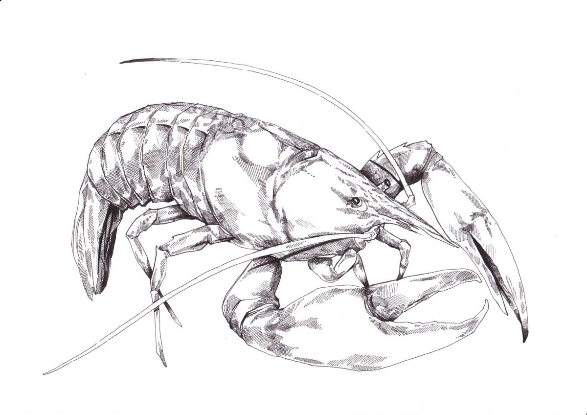 Hummerkrabbe