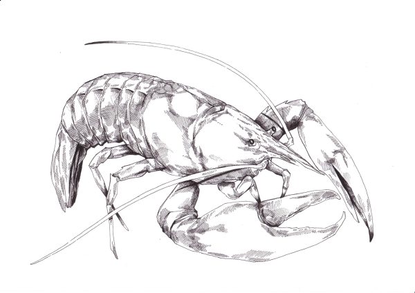 Hummerkrabbe