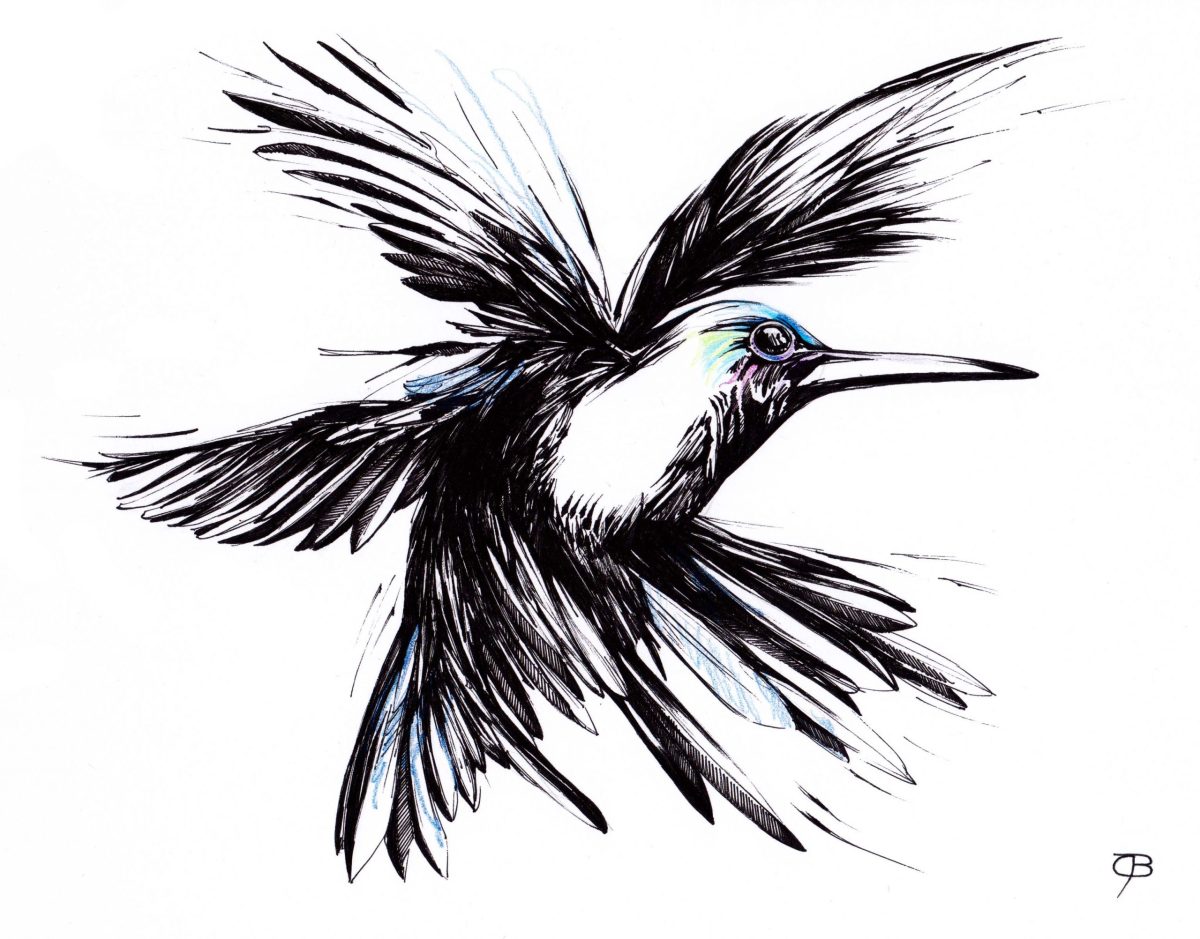 Kolibri