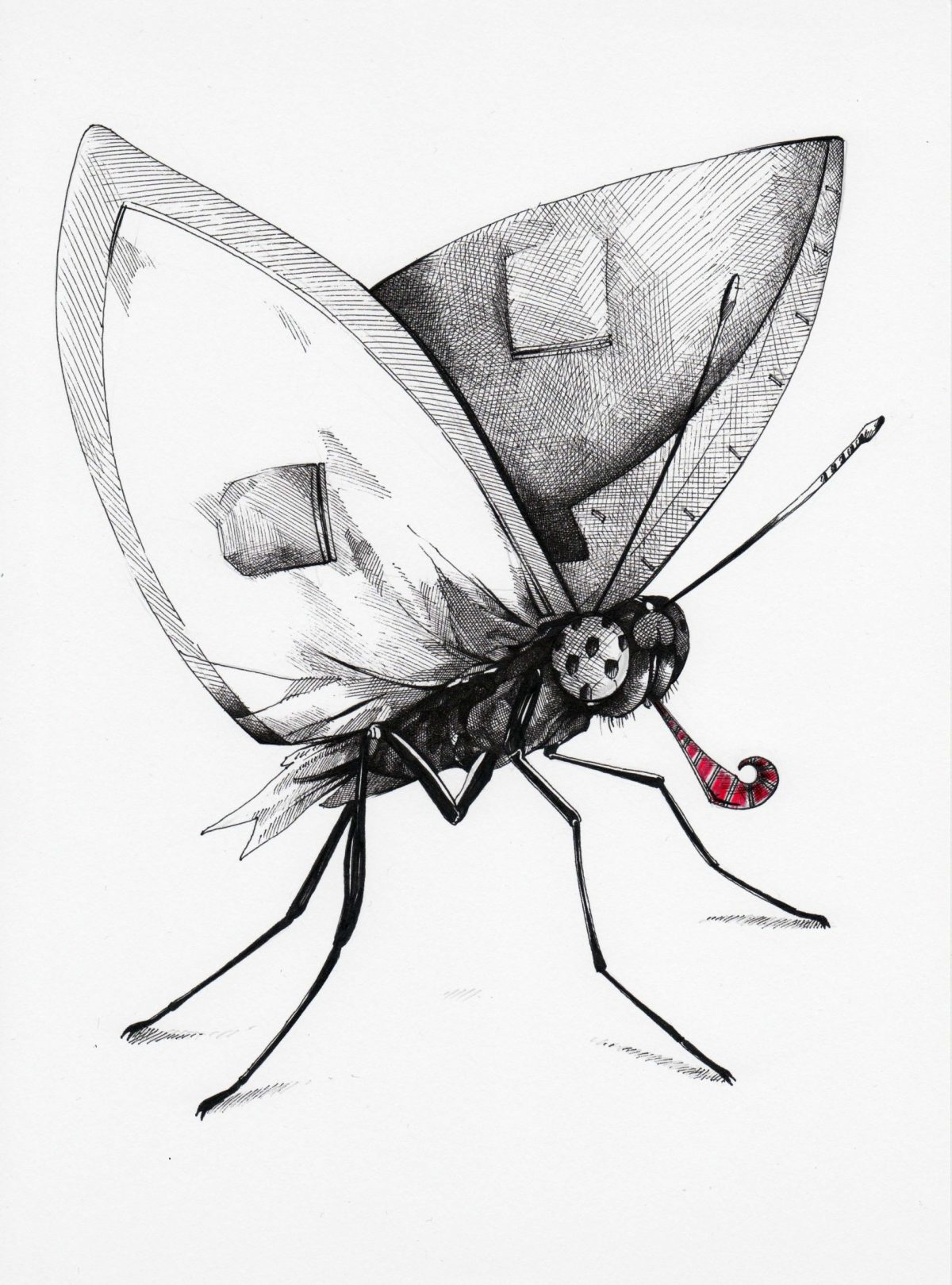 Krawattenfalter