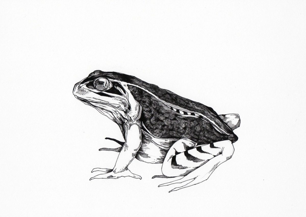 Kröte