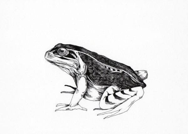 Kröte