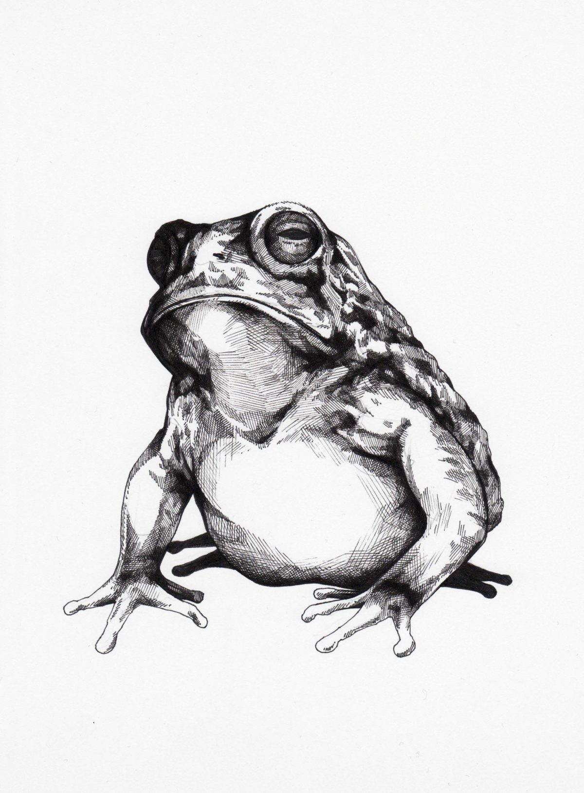 Kröte