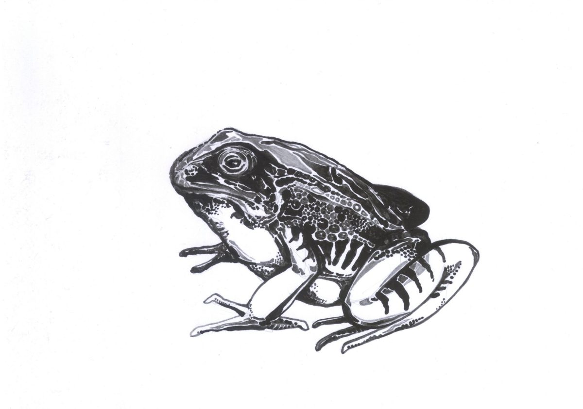 Kröte