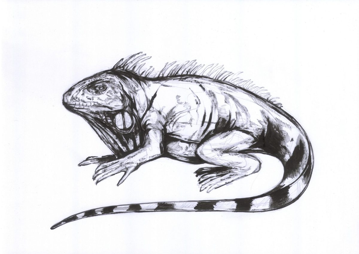 Leguan