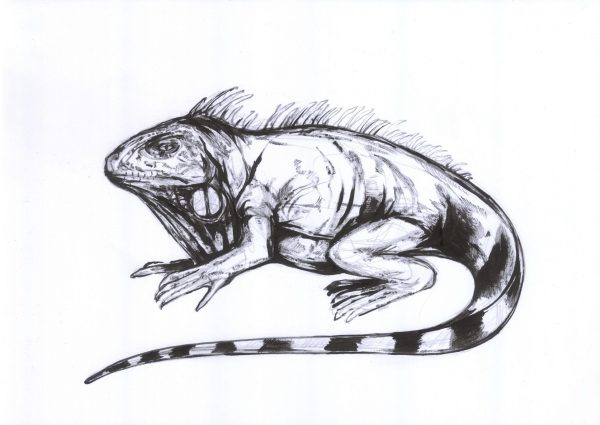 Leguan