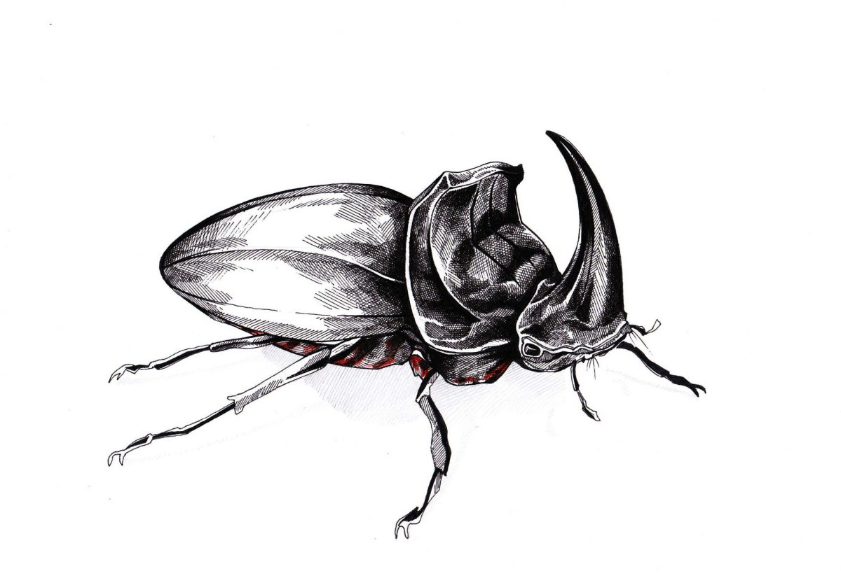 Nashornkäfer