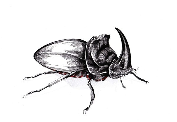 Nashornkäfer