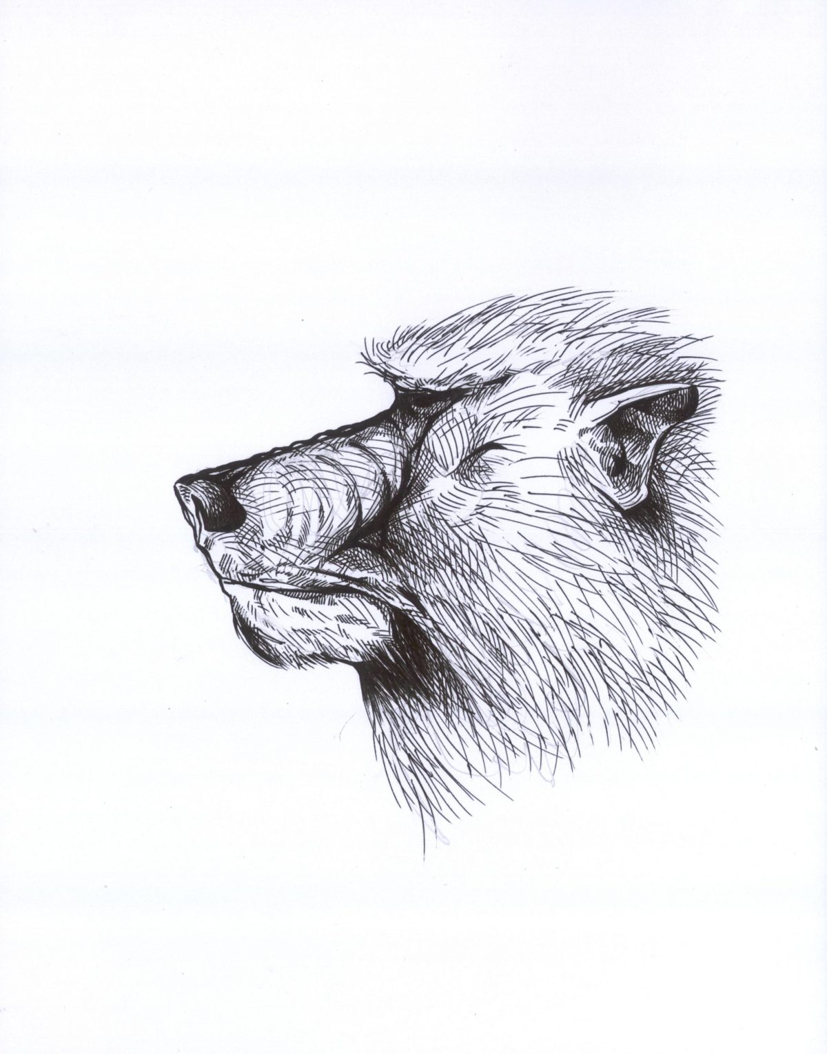 Pavian