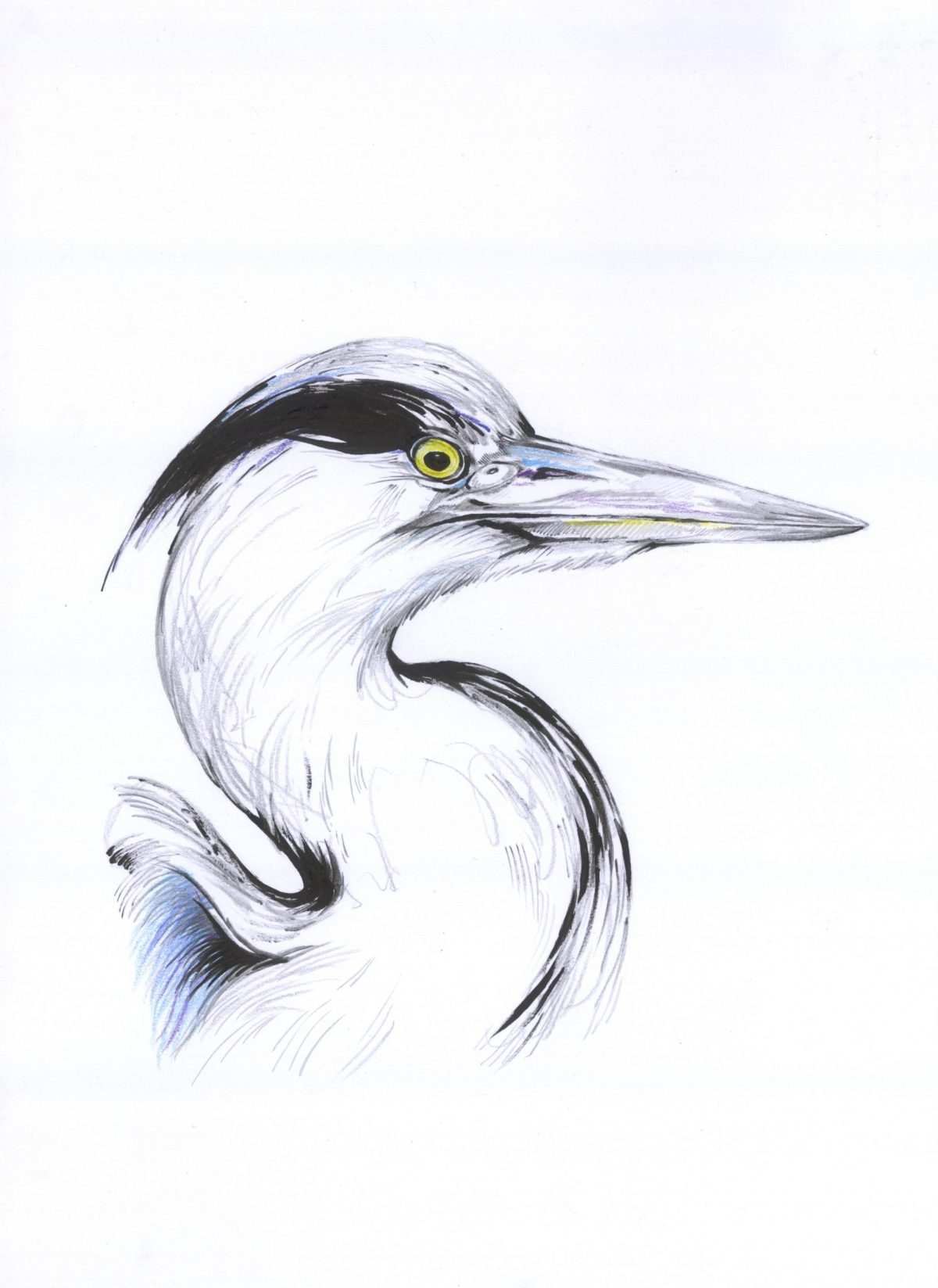 Reiher