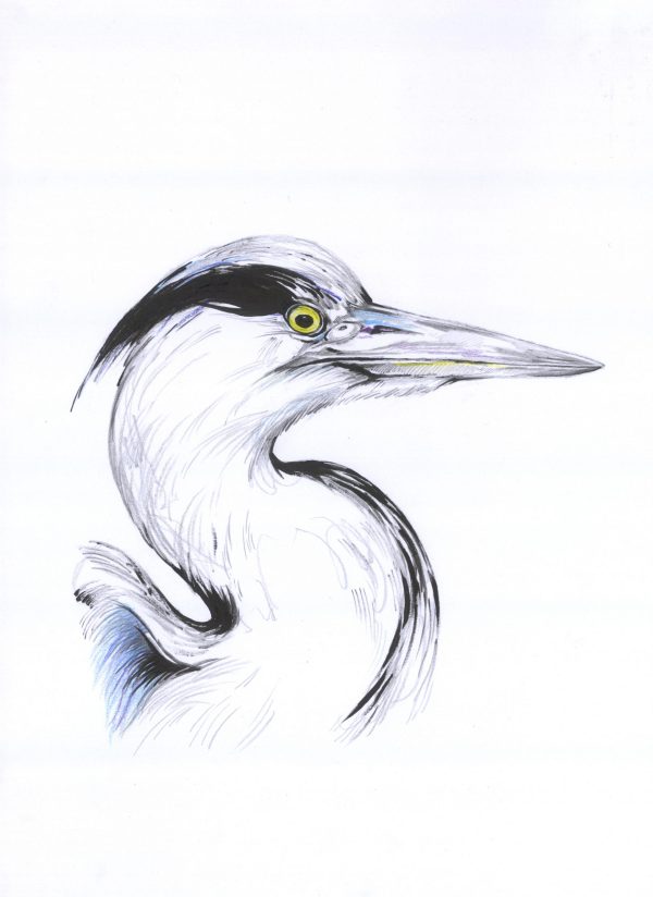Reiher