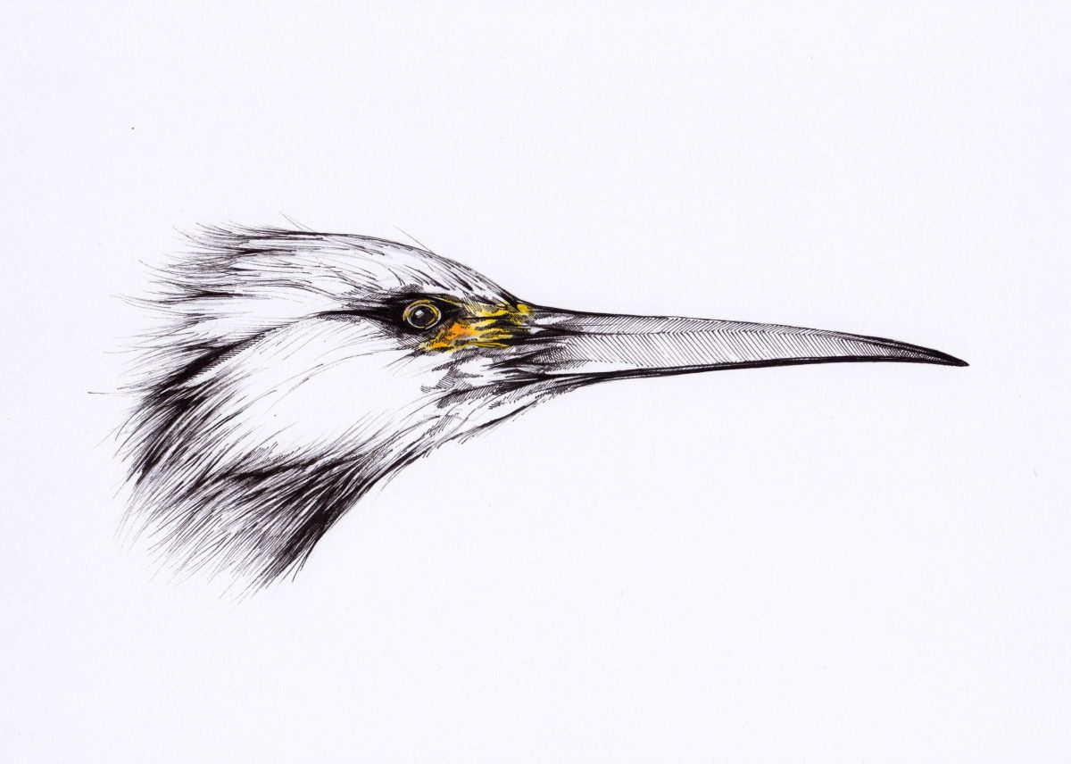 Spitzer Vogel