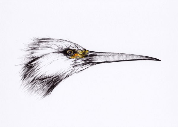 Spitzer Vogel
