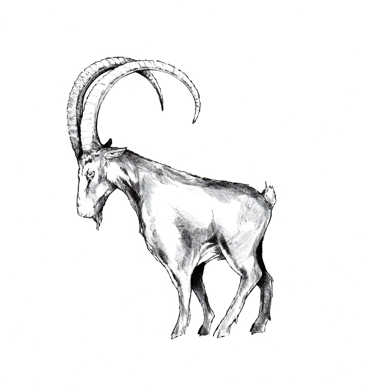 Steinbock