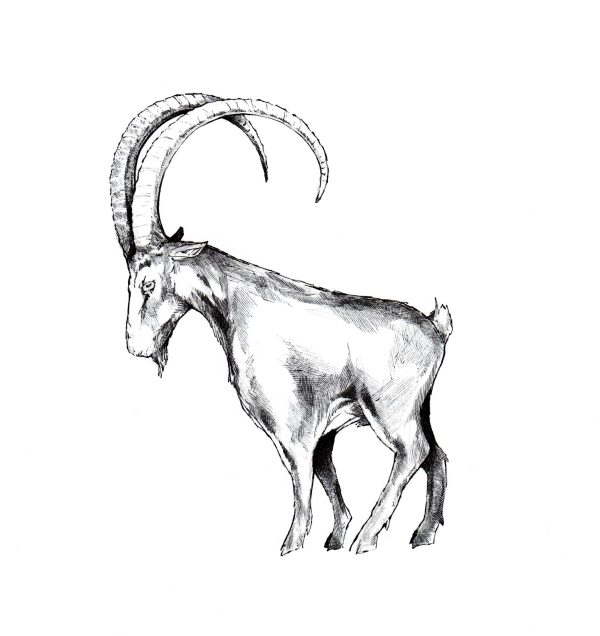 Steinbock