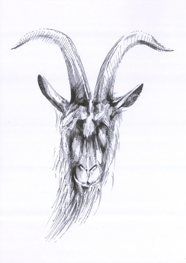 Ziege