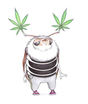 Maikiffer