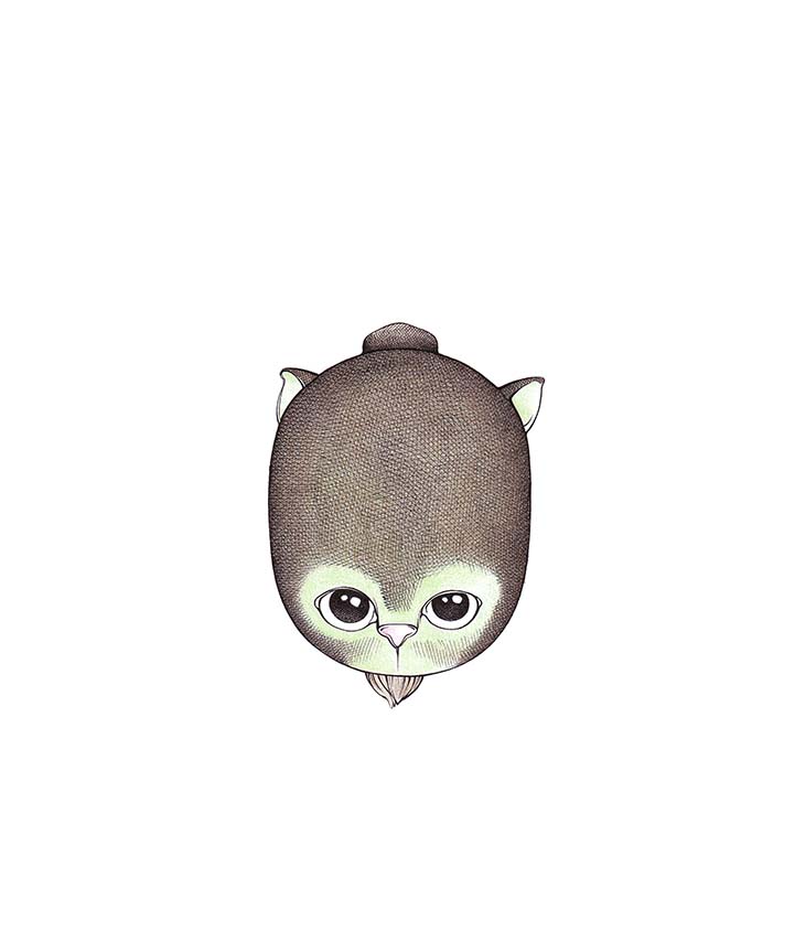 Kiwi Kitten - Kiwikätzchen