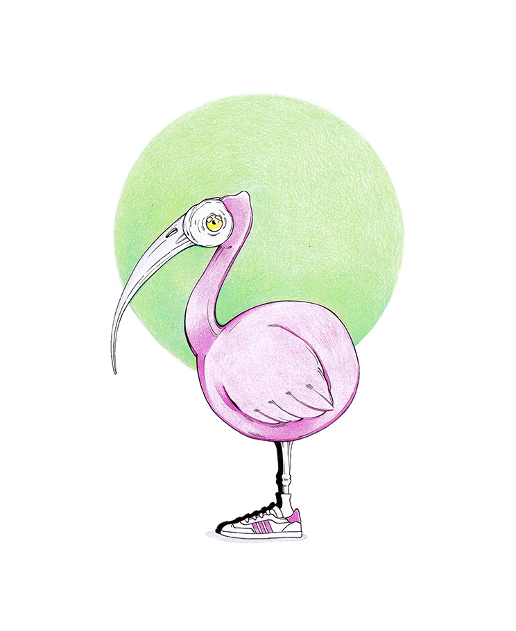 Zeichnung eines pinken Vogels vor hellgrünem Hintergrund. Das Tier hat einen rundlichen Körper und einen langen, gebogenen Schnabel. Seine Füße stecken in pink-weißen Sneakers. Illustration "Pink Sneaker" von Julian Opitz.