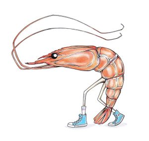 Shrimp in Sneakers