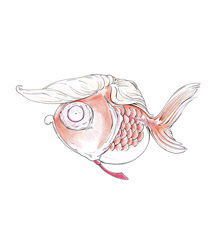 Zeichnung eines orangefarbenen Goldfischs mit den Gesichtszügen und der Frisur des amerikanischen Präsidenten Donald J. Trump. Politischer Cartoon "Goldfish in Chief" von Julian Opitz.